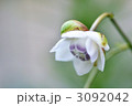 3092042