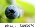 ブルーベリーの実に☆発見！
