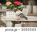 鳩
