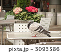 鳩
