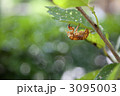 素材ナンバー 3095003 : 「蝉の抜け殻」