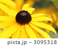 素材ナンバー 3095318 : 「ルドベキア」