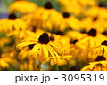 ルドベキア ルドベキア
