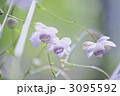 3095592