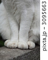 お行儀よく座る猫