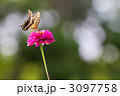 素材ナンバー 3097758 : 「アゲハチョウと百日草」