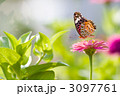 素材ナンバー 3097761 : 「ベニシジミと百日草」