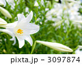 テッポウユリの花