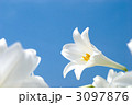 テッポウユリの花と青空