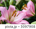 ピンクのスカシユリの花