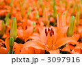 オレンジ色のスカシユリの花畑