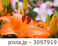 ピンクのスカシユリをバックにオレンジ色のスカシユリの花