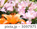 ピンクのスカシユリをバックにオレンジ色のスカシユリの花
