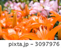 ピンクのスカシユリをバックにオレンジ色のスカシユリの花