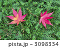 落ち葉　紅葉のアップ