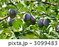 プルーンの実　もうすぐ食べられそうです。