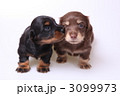 子犬のキッス