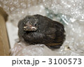 雛