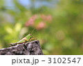 バッタ