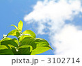 夢に向かって　空に力強く伸びていく植物