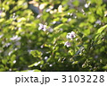 3103228
