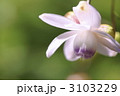 3103229