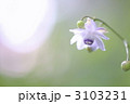 3103231
