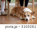 3103261