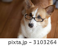 3103264