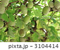 アケビの栽培棚