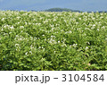 イモの花