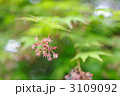 いろは紅葉の花