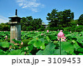 白山公園の蓮池