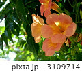 ノウゼンカズラの花