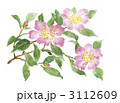 山茶花