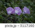 図書館植え込みに咲くヒルガオ