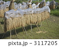 宮崎の早場米　稲掛け３