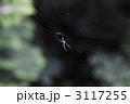 クモ