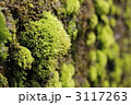 藻