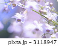 3118947
