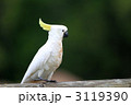 キバタン キバタン