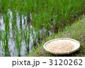 稲と籾