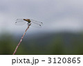 アキアカネ 