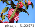 かまきりと山茶花