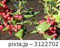 クリスマスホーリー