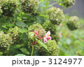 3124977