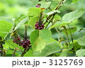山中に咲く葛の花横位置