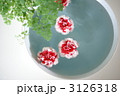 カーネーション