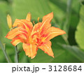 ヤブカンゾウの花