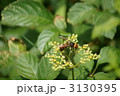 大雀蜂と薮枯らし